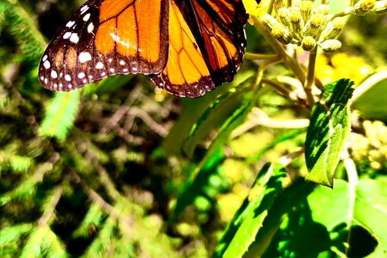 Mexico : Excursion d&#039;une journée au Sanctuaire des papillons monarques