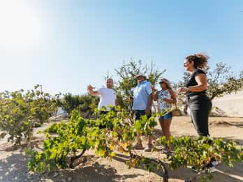 Mykonos: Winery Vineyard Experience with Food & Wine Tasting