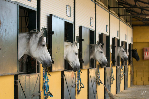 Jerez : visite de la Yeguada de la Cartuja (chevaux chartreux)Découverte des chevaux Chartreux à la Yeguada de la Cartuja