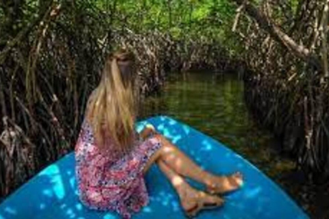 Bentota : Safari fluvial avec prise en charge et retour à l&#039;hôtelSafari matinal sur la rivière Bentota avec prise en charge et retour à l&#039;hôtel