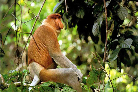 Bongawan Wetland: Proboscis Monkey and Fireflies Shared Tour Shared Tour