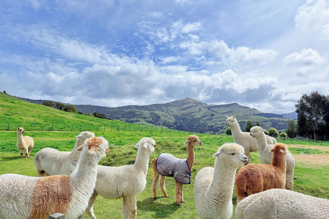 From Baku: Alpaca Farm Tour with Transfers