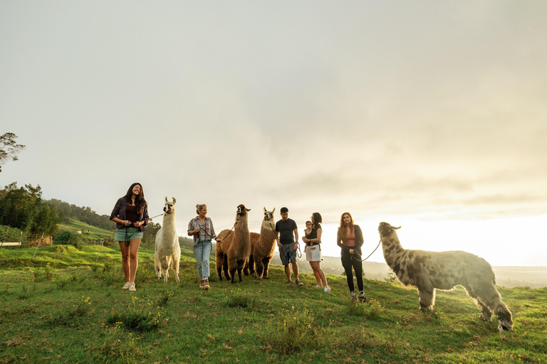Maui: Sunset Llama Trek on Haleakala