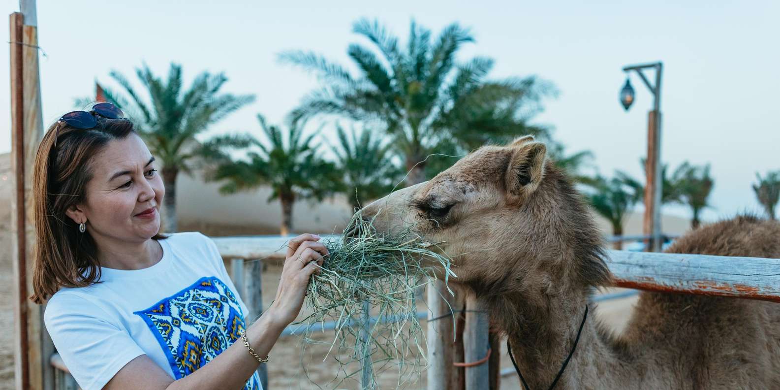 Dubai: Overnight Safari, Dinner, Stargazing & Al Khayma Camp — gallery image 16