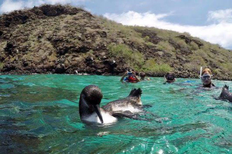 Santa Cruz and Isabela: 5-Day Sightseeing Tour with Pinzón, Tintoreras, and Sierra Negra