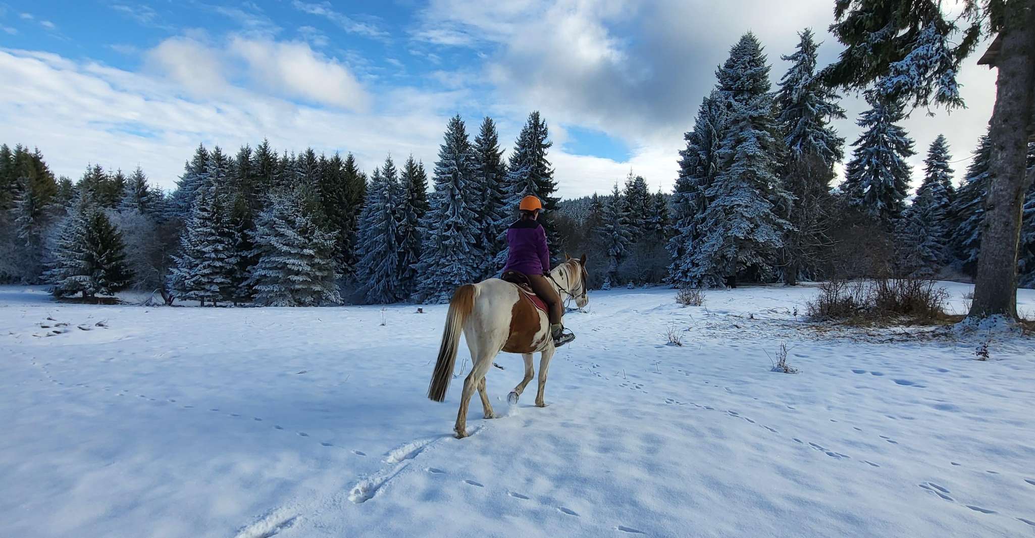 From Borovets, Horse Riding Experience - Housity
