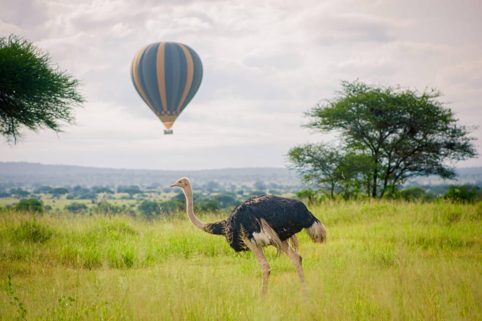 Serengeti Safari En Montgolfi Re Et Petit D Jeuner Dans La Brousse