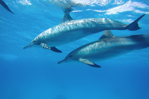 Marsa Alam: Sataya Reef Dolphin House Passeio de barco com snorkeling