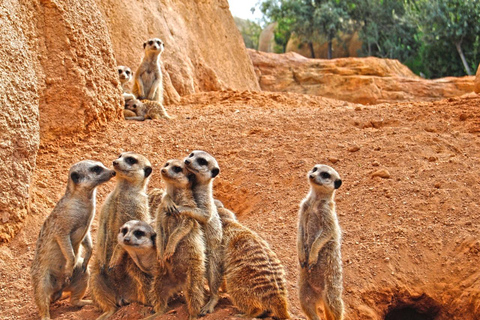 Valencia: Bioparc Valencia Biljett för inträde