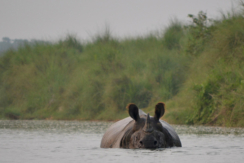 Chitwan: 2 Nights 3 Days Hotel and Ethical Jungle Safari
