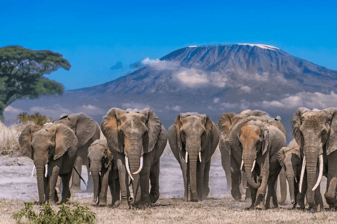 Overnight Amboseli Safari From Nairobi