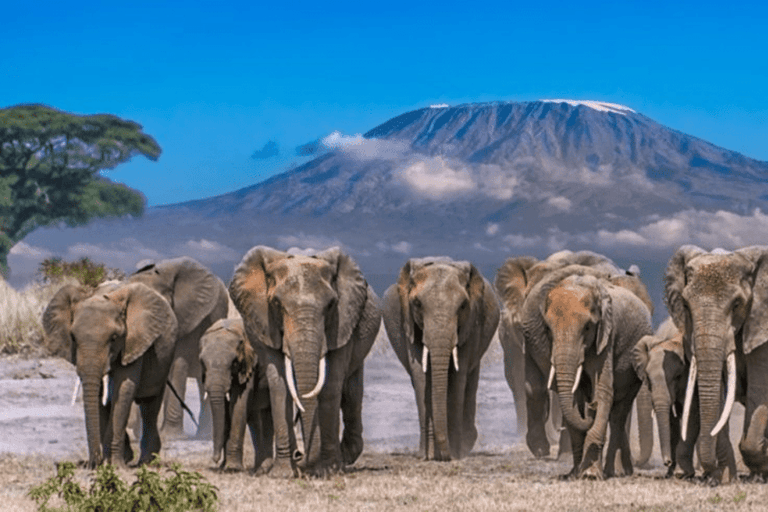 Overnight Amboseli Safari From Nairobi