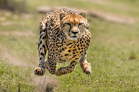 From Arusha: 4-Day Private Safari to Serengeti & Ngorongoro