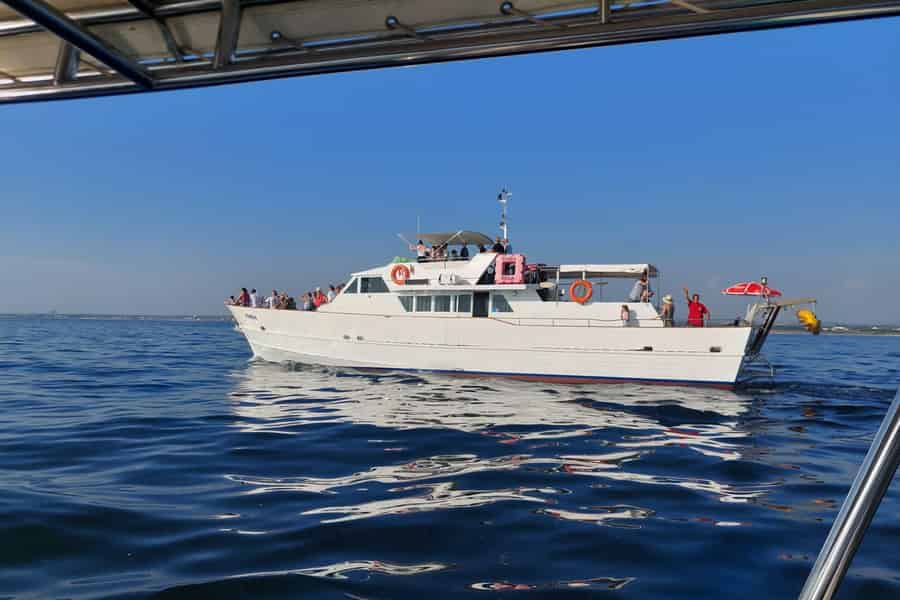 UMAG: Schwimmen & Panorama / Delfinbeobachtung und Begrüßungsgetränk. Foto: GetYourGuide UMAG: Schwimmen & Panorama / Delfinbeobachtung und Begrüßungsgetränk. Foto: GetYourGuide