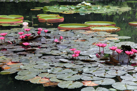 Visite guidée du jardin botanique et du parc Lage au cœur de Rio