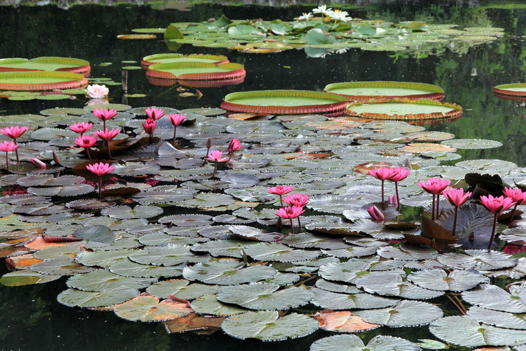 Exploring the Botanical Garden and Lage Park: Natural Riches