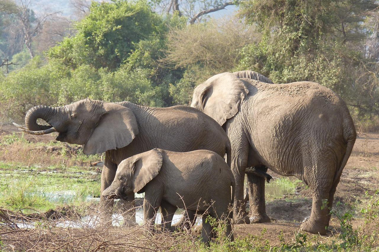 Z Zanzibaru: 1 dzień w Parku Narodowym Nyerere (wspólny)