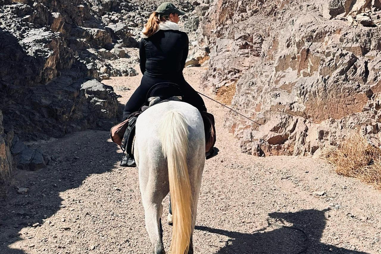 الغردقة: جولة ركوب الخيل في الصحراء والبحر مع خيار السباحةجولة لمدة ساعتين لركوب الخيل بدون السباح