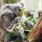 Zoo di Lipsia: biglietto d'ingresso