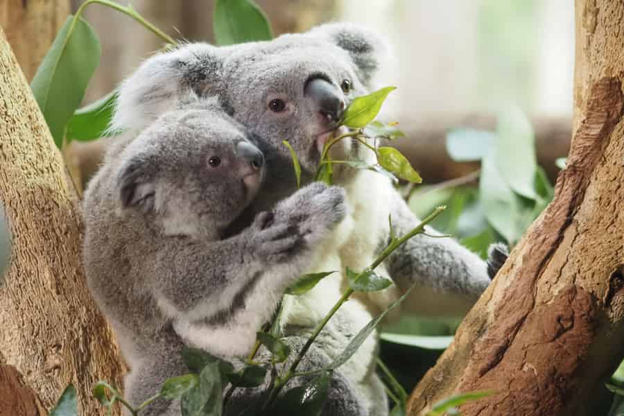 Zoo Leipzig: Eintrittskarte. Foto: GetYourGuide