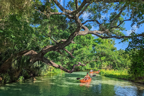 Florida: VIP Wild Florida Kayak Adventure VIP Wild Florida Kayak Adventure - Single Kayak