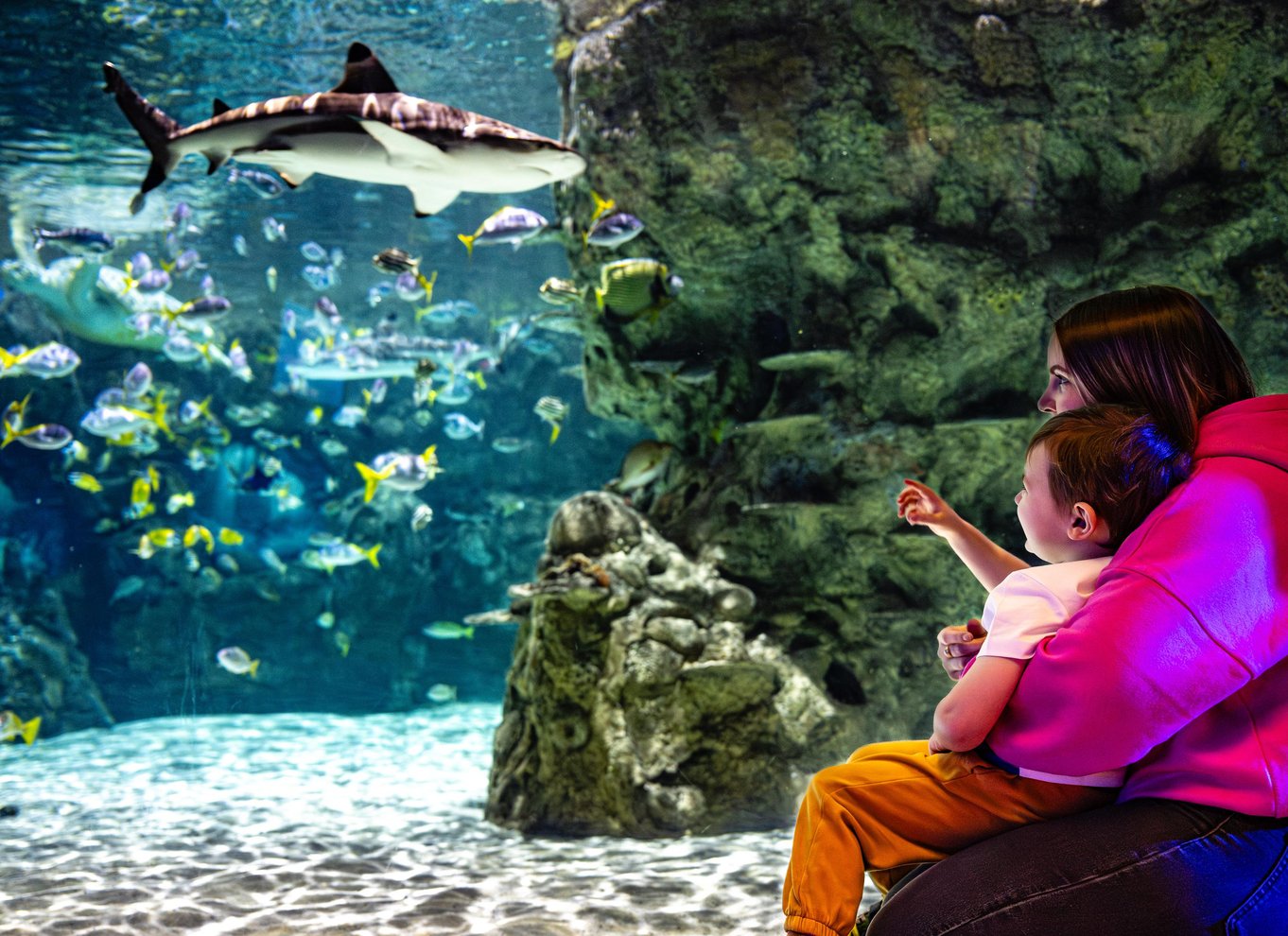 Entré til LEGOLAND California og SEA LIFE Akvarium