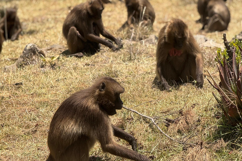 Addis Ababa: Mount Entoto Hike, Injera & Hyena Experience