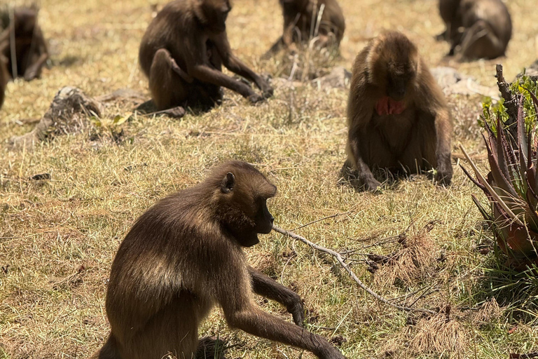 Addis Ababa: Mount Entoto Hike, Injera & Hyena Experience