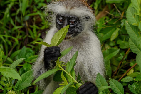 Zanzibar: Jozani Forest, Salaam & Maalum Caves and Sunset