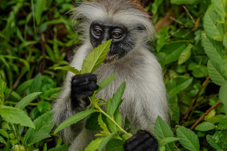 Zanzibar: Jozani Forest, Salaam & Maalum Caves and Sunset