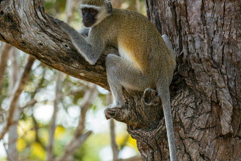 Arusha: 5-Day Joining Safari with Mount Kilimanjaro Day Hike