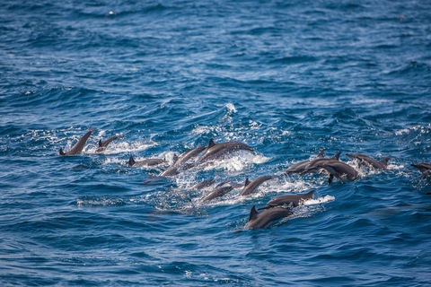 Southern Seas Discovery: Galle to Whale Watching Mirissa
