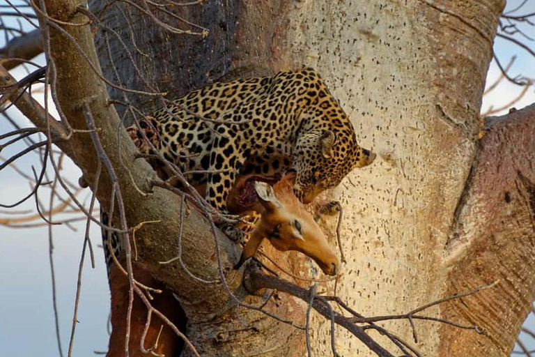 Safari Serenity: Utforska Tarangire nationalpark på en dag