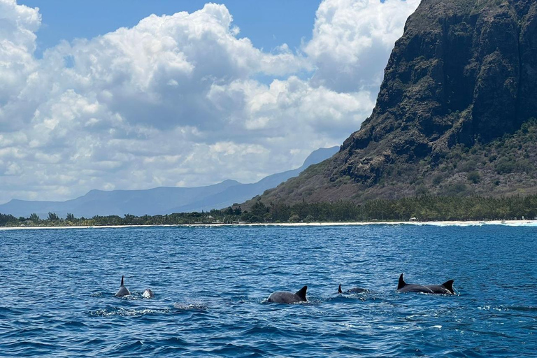 Amanecer con delfines, observación y nado, snorkel y Crystal Rock.Amanecer con delfines, observación y nado, snorkel y roca cristalina.