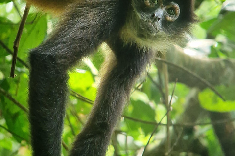 Puerto Jimenez, Corcovado 1 natt 2 dagar ankommer med båt avgår med båt.