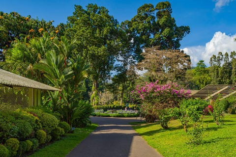 Kandy: Private Tuk-Tuk Transfer to NuwaraEliya with Tea Tour