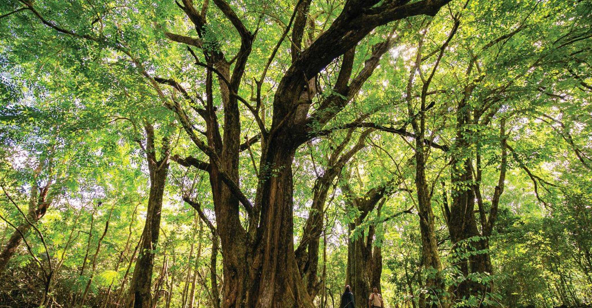 Bel Ombre Nature Reserve, Single Quad Bike Tour - Housity