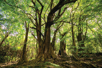 Bel Ombre Nature Reserve, Single Quad Bike Tour - Housity