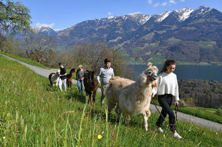 Stalden OW: Farm tour and easy llama hike with mountain views