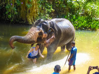 Luang prabang Elepphant keeper bathe option Kuangsi tour - Housity