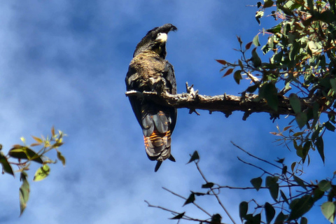 Darling Range Twilight Wander