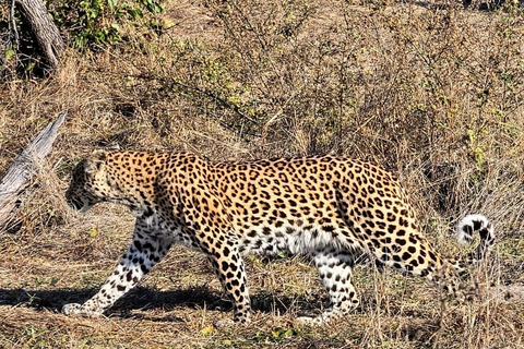 Chobe Safari from Victoria Falls: Game Drive & Cruise
