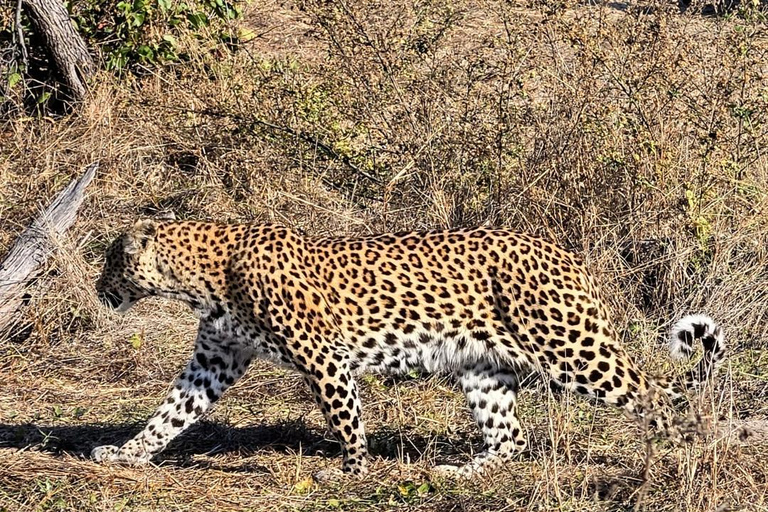 Chobe Safari from Victoria Falls: Game Drive & Cruise