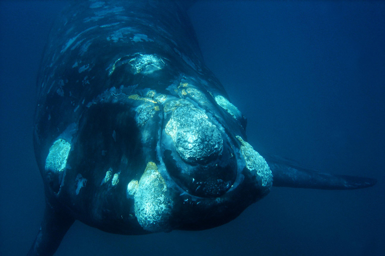 From Puerto Madryn: Full-Day Valdes Peninsula Tour