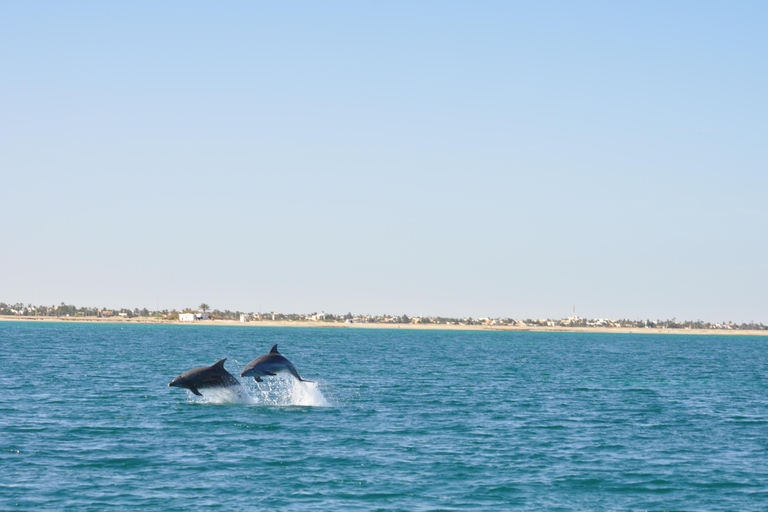 Djerba: Half-Day Boat Trip, Dolphin Watching, Swimming, and Lunch