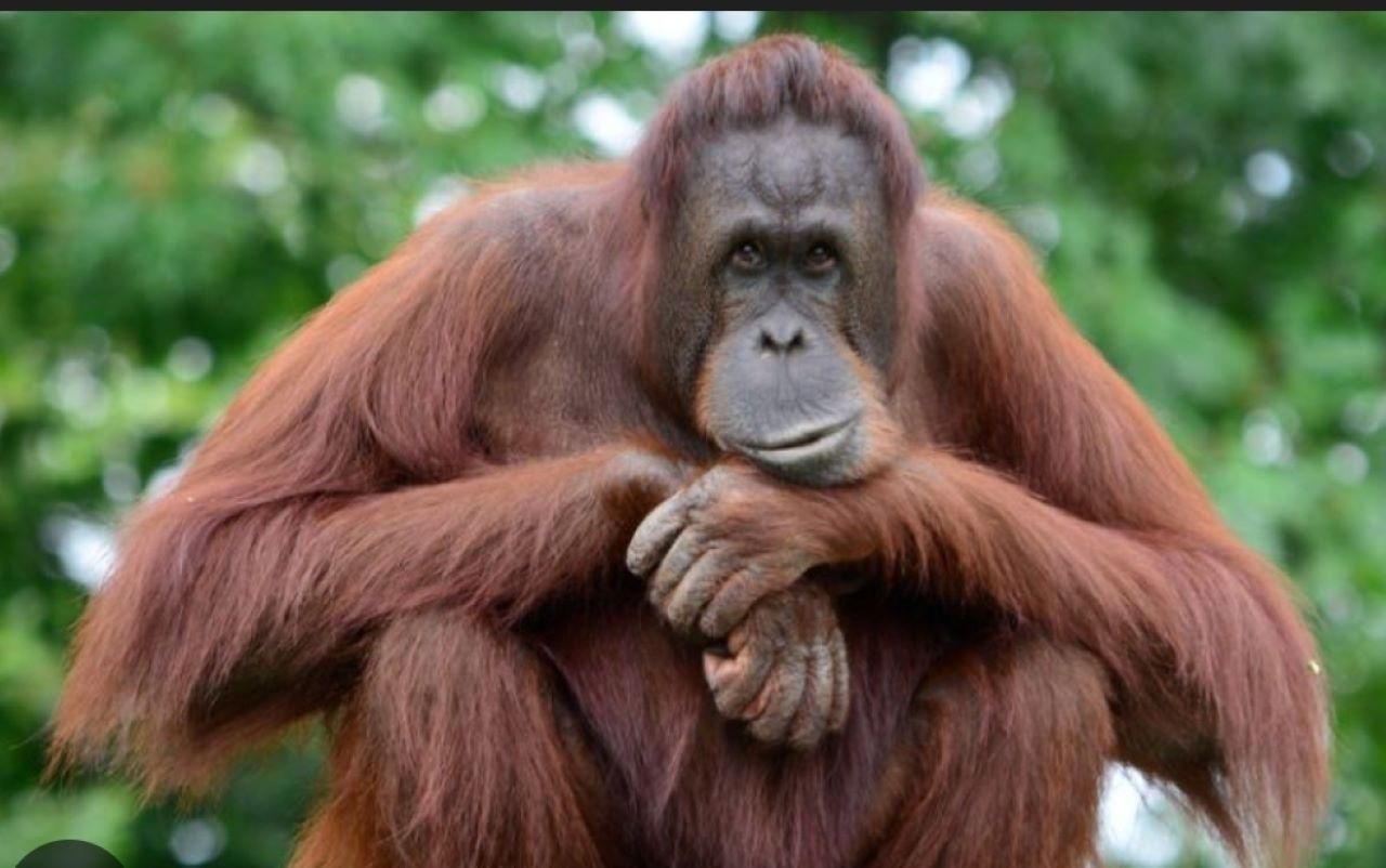 Ab Penang: Tour zum Orang-Utan-Schutzzentrum Bukit Merah und Bootsfahrt …