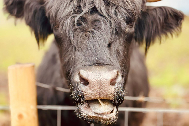 爱丁堡：私人斯特灵城堡与洛蒙德湖一日游