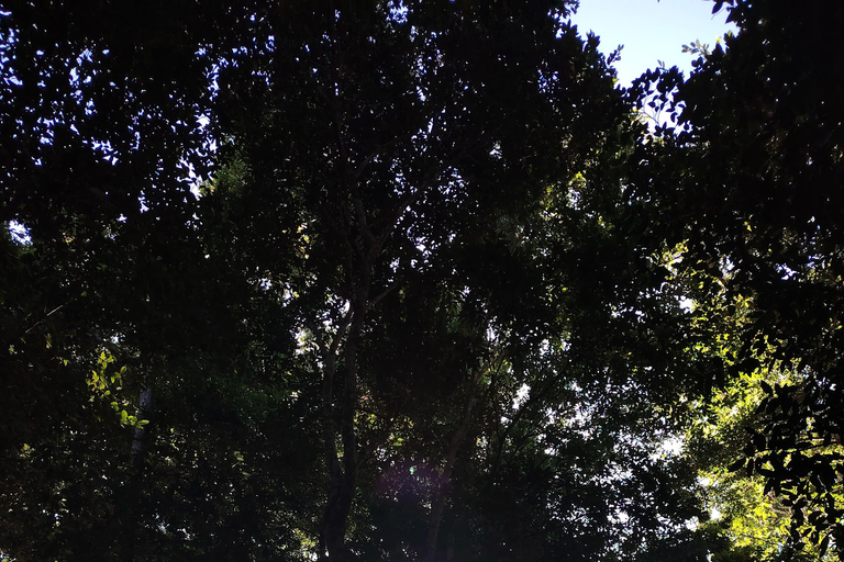 Bacalar: Ichkabal mayan temples & boat tour. Ichkabal only mayan temples guided tour.