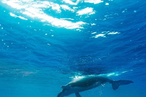 Mirissa: Dolphin Swim Blue Whale Snorkelling | All-Inclusive Mirissa: Scuba Diving & Turtle Snorkelling Experience