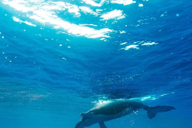Mirissa: Dolphin Swim Blue Whale Snorkelling | All-Inclusive Mirissa: Scuba Diving & Turtle Snorkelling Experience